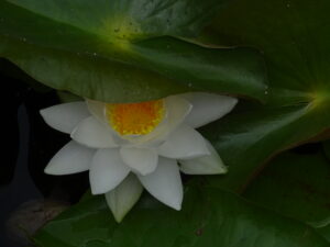 Joyful Meditation Sessions - Saynara