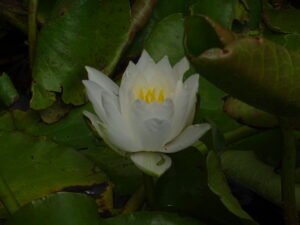 The Joyful Newsletter - Saynara