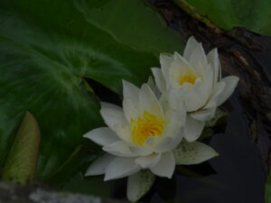 Contact Saynara - The Wholesome Way