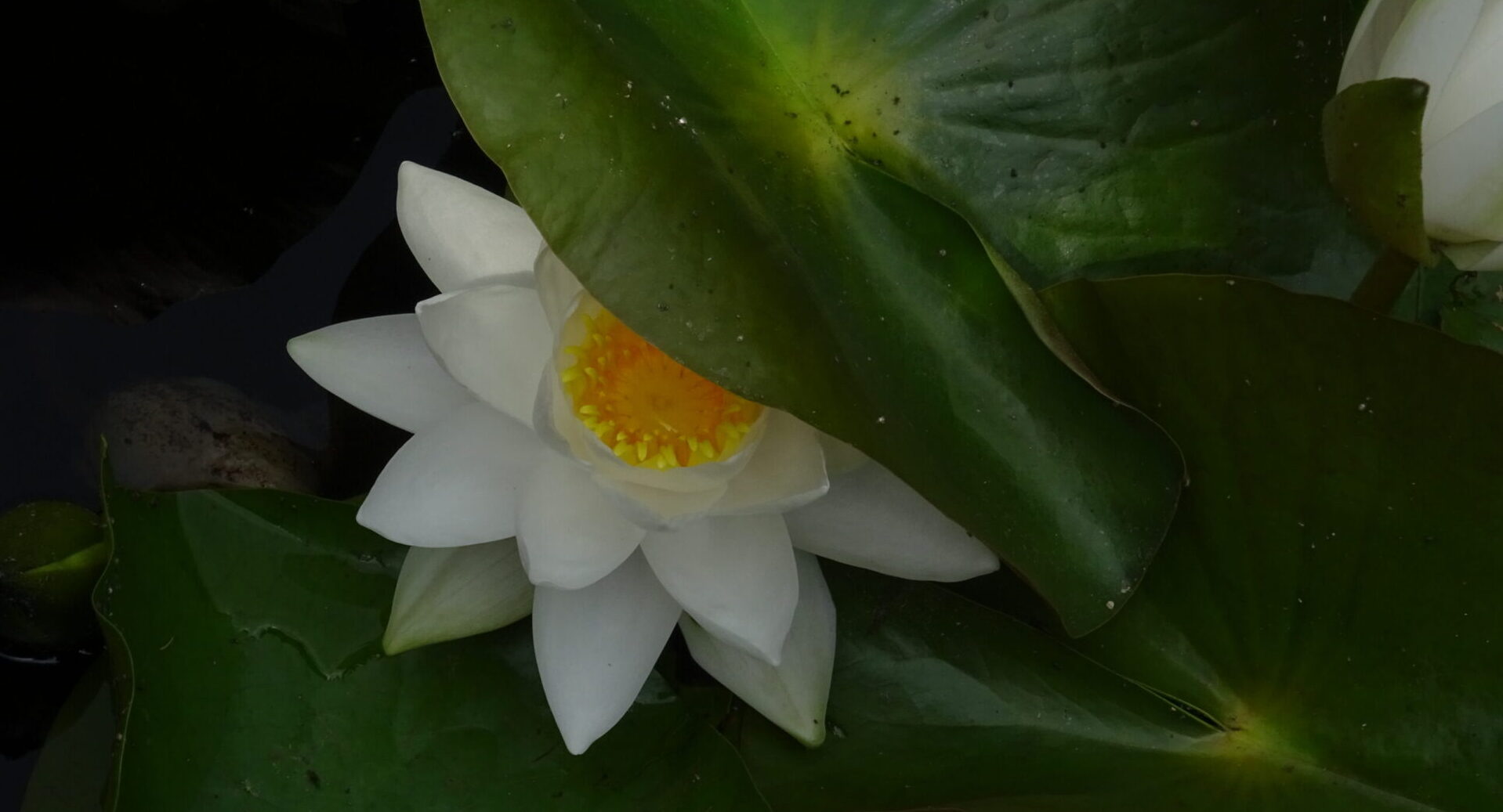 Saynara - The Art of Stillness